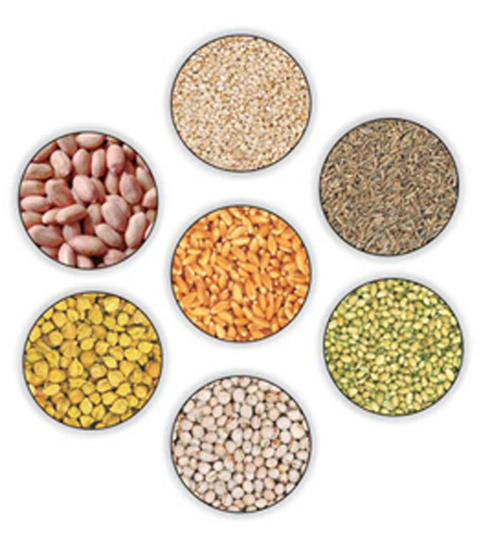 Hybrid Agro Seeds