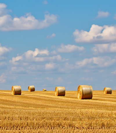 Agriculture Straw Business